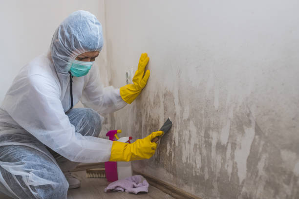 Best HVAC Mold Remediation in Hawthorne, FL