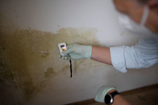 Trusted Hawthorne, FL Mold Remediation Experts