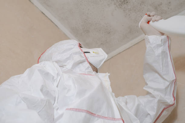 Best White Mold Remediation in Hawthorne, FL