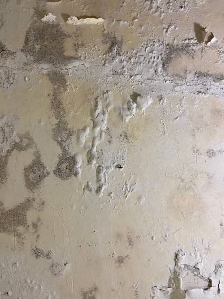 Best Bathroom Mold Remediation in Hawthorne, FL
